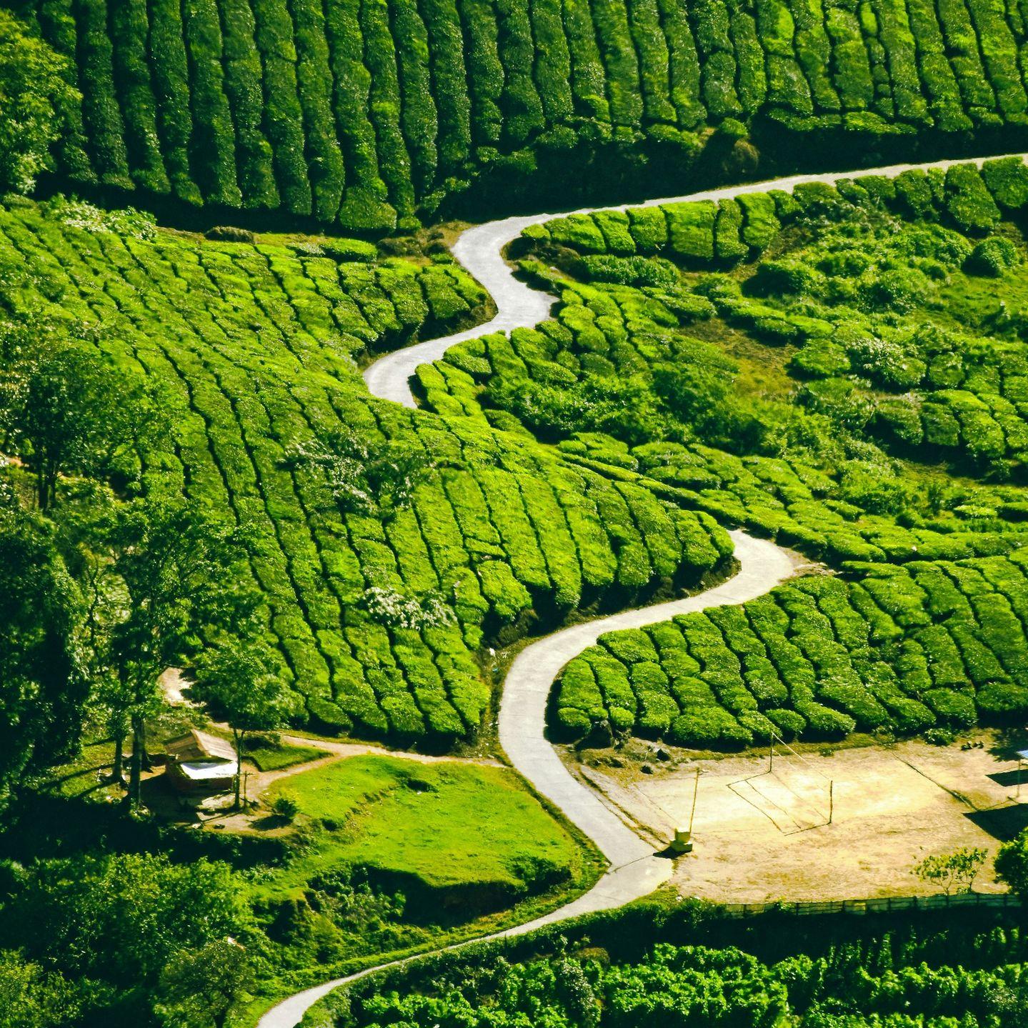 aerial view of green trees and river